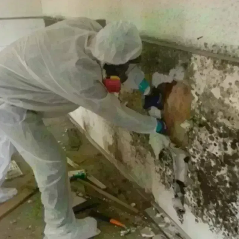 Mold Remediation and Removal in Sans Souci, SC